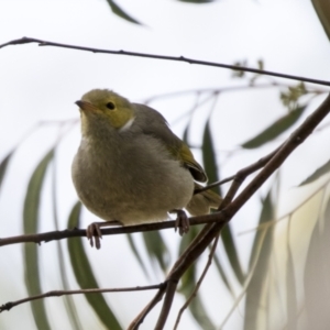 Ptilotula penicillata at Holt, ACT - 30 Mar 2021