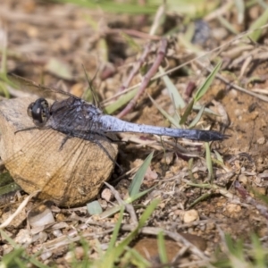 Orthetrum caledonicum at Holt, ACT - 30 Mar 2021 12:32 PM