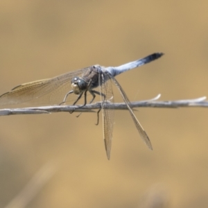 Orthetrum caledonicum at Holt, ACT - 30 Mar 2021 12:32 PM