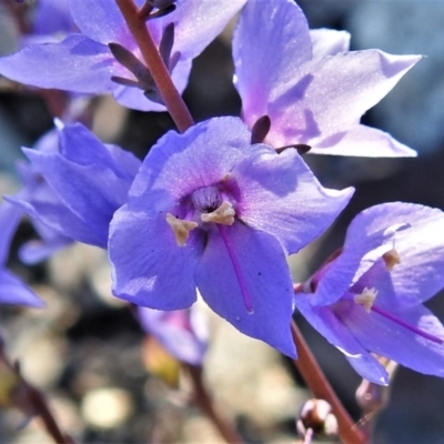 Veronica perfoliata (Digger's Speedwell) at Booth, ACT - 27 Apr 2021 by JohnBundock