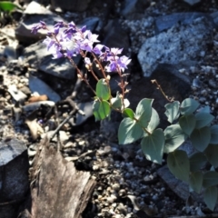 Veronica perfoliata at Booth, ACT - 27 Apr 2021