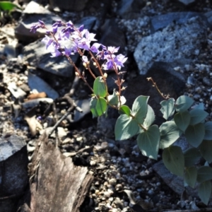 Veronica perfoliata at Booth, ACT - 27 Apr 2021