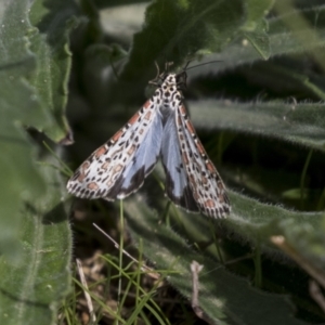 Utetheisa pulchelloides at Holt, ACT - 30 Mar 2021