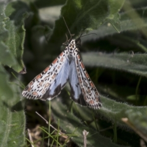 Utetheisa pulchelloides at Holt, ACT - 30 Mar 2021