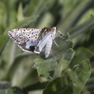 Utetheisa pulchelloides at Holt, ACT - 30 Mar 2021 12:36 PM