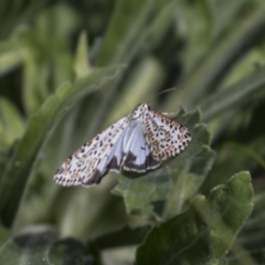 Utetheisa pulchelloides at Holt, ACT - 30 Mar 2021