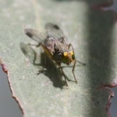 Pygophora apicalis at Holt, ACT - 30 Mar 2021 by AlisonMilton