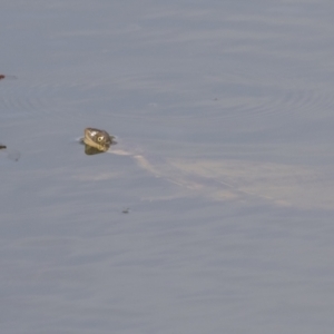 Chelodina longicollis at Holt, ACT - 30 Mar 2021