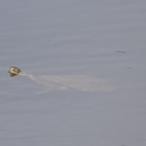 Chelodina longicollis at Holt, ACT - 30 Mar 2021