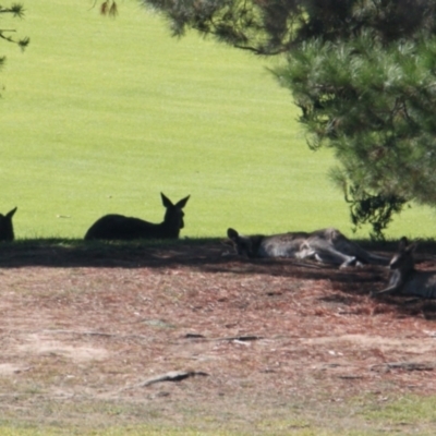 Macropus giganteus (Eastern Grey Kangaroo) at Albury - 27 Apr 2021 by PaulF