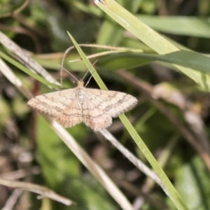 Scopula rubraria at Holt, ACT - 30 Mar 2021