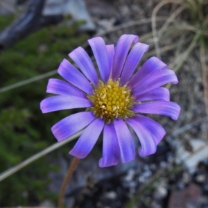 Calotis scabiosifolia var. integrifolia at Booth, ACT - 27 Apr 2021