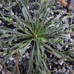 Calotis scabiosifolia var. integrifolia at Booth, ACT - 27 Apr 2021