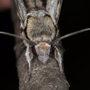 Psilogramma casuarinae at Melba, ACT - 11 Jan 2021