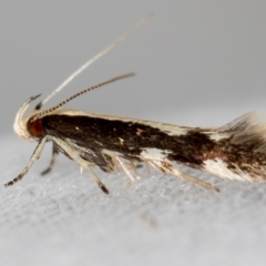 Labdia oxysema (A Curved-horn moth) at Melba, ACT - 11 Jan 2021 by Bron