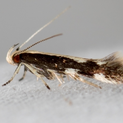 Labdia oxysema (A Curved-horn moth) at Melba, ACT - 10 Jan 2021 by Bron