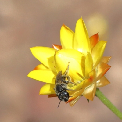 Lasioglossum (Chilalictus) sp. (genus & subgenus) (Halictid bee) at O'Connor, ACT - 23 Feb 2021 by ConBoekel