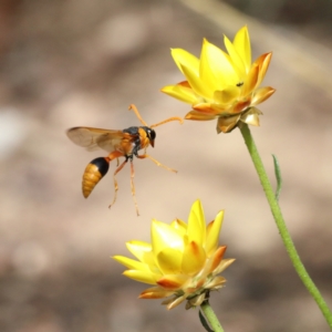 Delta bicinctum at O'Connor, ACT - 23 Feb 2021 02:54 PM