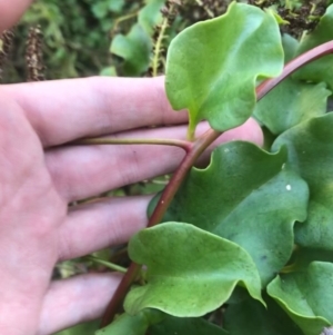 Anredera cordifolia at Hughes, ACT - 9 Apr 2021