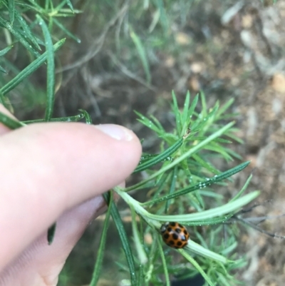 Harmonia conformis (Common Spotted Ladybird) at Hughes, ACT - 9 Apr 2021 by Tapirlord