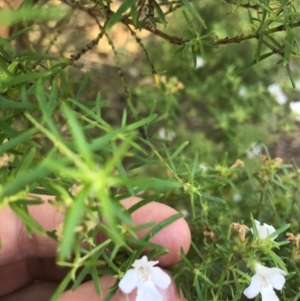 Westringia eremicola at Deakin, ACT - 9 Apr 2021