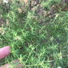 Westringia eremicola at Deakin, ACT - 9 Apr 2021