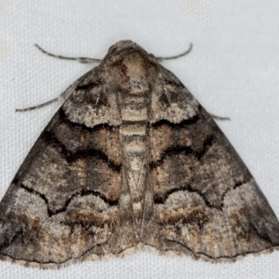 Dysbatus undescribed species (A Line-moth) at Melba, ACT - 10 Jan 2021 by Bron