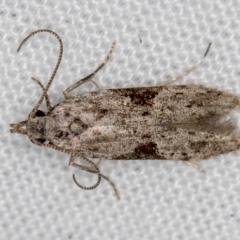 Anarsia molybdota (Wattle Shoot Moth) at Melba, ACT - 10 Jan 2021 by Bron