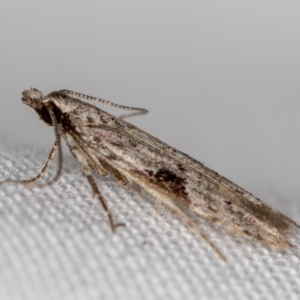 Anarsia molybdota at Melba, ACT - 11 Jan 2021