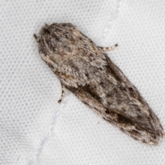 Agriophara confertella (A Flat-bodied moth (Depressidae) at Melba, ACT - 11 Jan 2021 by Bron