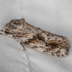 Agriophara confertella at Melba, ACT - 11 Jan 2021 01:57 AM