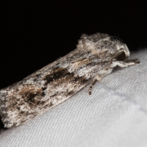 Agriophara confertella at Melba, ACT - 11 Jan 2021