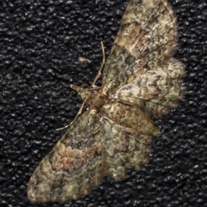 Chloroclystis catastreptes at Melba, ACT - 11 Jan 2021