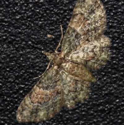 Chloroclystis catastreptes (Green and Brown Carpet) at Melba, ACT - 10 Jan 2021 by Bron