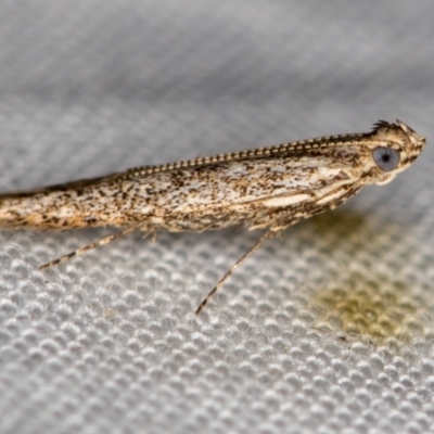 Gracillariidae (family) (A leafminer moth) at Melba, ACT - 10 Jan 2021 by Bron