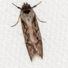Oenochroa dinosema (A Concealer moth) at Melba, ACT - 11 Jan 2021 by Bron
