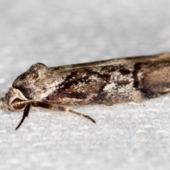 Oenochroa dinosema at Melba, ACT - 11 Jan 2021