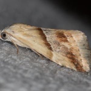 Eublemma inconspicua at Melba, ACT - 11 Jan 2021 09:02 PM