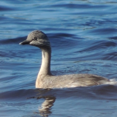 Poliocephalus poliocephalus (Hoary-headed Grebe) at Monash, ACT - 4 Mar 2021 by michaelb