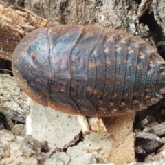 Laxta granicollis (Common bark or trilobite cockroach) at Lyneham, ACT - 28 Apr 2021 by trevorpreston