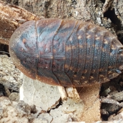 Laxta granicollis (Common bark or trilobite cockroach) at Lyneham, ACT - 27 Apr 2021 by tpreston
