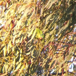 Lathamus discolor at Symonston, ACT - 26 Apr 2021