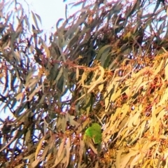 Lathamus discolor at Symonston, ACT - 26 Apr 2021