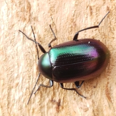 Chalcopteroides sp. (genus) (Rainbow darkling beetle) at Lyneham Wetland - 28 Apr 2021 by trevorpreston