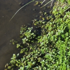 Ludwigia palustris (Marsh Purslane) at Isabella Plains, ACT - 4 Mar 2021 by michaelb