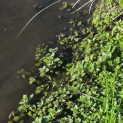 Ludwigia palustris (Marsh Purslane) at Tuggeranong Creek to Monash Grassland - 4 Mar 2021 by michaelb