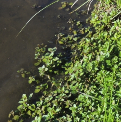 Ludwigia palustris (Marsh Purslane) at Tuggeranong Creek to Monash Grassland - 4 Mar 2021 by michaelb