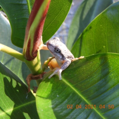 Litoria peronii (Peron's Tree Frog, Emerald Spotted Tree Frog) at Brogo, NSW - 1 Apr 2021 by libbygleeson