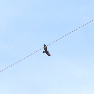 Aquila audax (Wedge-tailed Eagle) at O'Connor, ACT - 22 Apr 2021 by ConBoekel