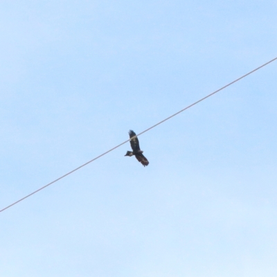 Aquila audax (Wedge-tailed Eagle) at O'Connor, ACT - 22 Apr 2021 by ConBoekel